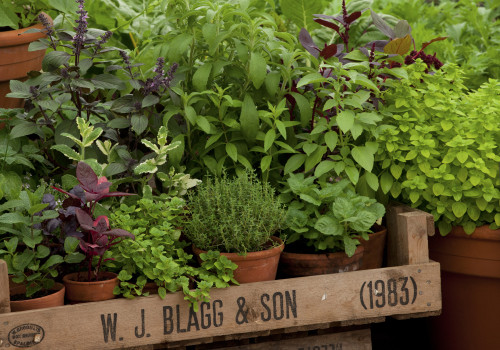 How to Plan and Plant a Thriving Herb Garden